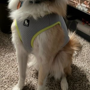 Truelove Reflective & Padded Dog Harness - Size M